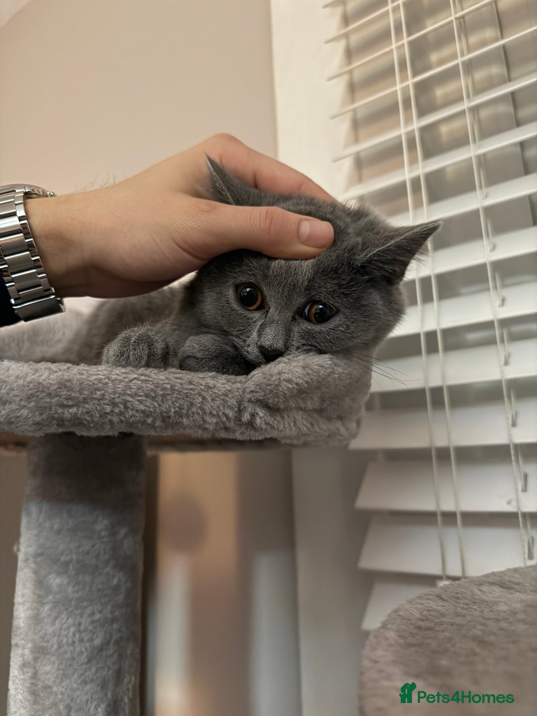 British Shorthair cats for sale: British shorthair kitten - Mochi  - Advert 1