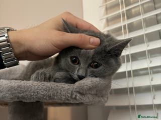 British Shorthair cats British shorthair kitten - Mochi - Advert 2