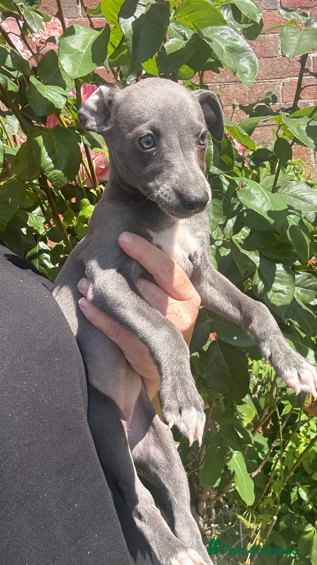 Whippet dogs for sale: Kc reg Beautiful blue whippets ready to leave  - Image 18