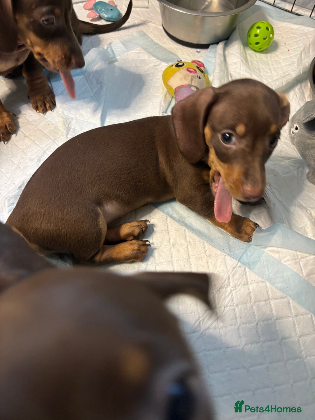 Miniature Dachshund dogs for sale: Beautiful Miniature Dachshunds  - Image 14
