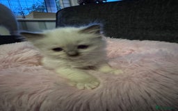 Ragdoll cats for sale: Loving Ragdoll Kittens  - Image 17