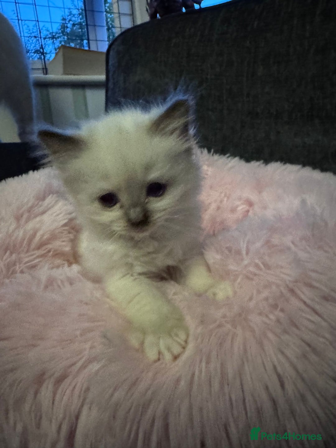 Ragdoll cats for sale: Loving Ragdoll Kittens  - Image 17