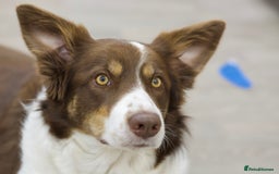Border Collie dogs for sale: A lovely Border Collie girl looking a new home - Image 2