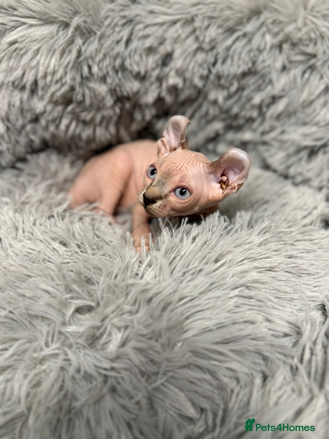 Sphynx cats for sale: TICA Reg Sphynx Kittens, Extensive Genetic Testing - Advert 8