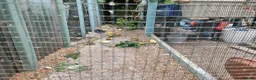 Canaries birds for sale: Male & Female Canaries for sale - Advert 17
