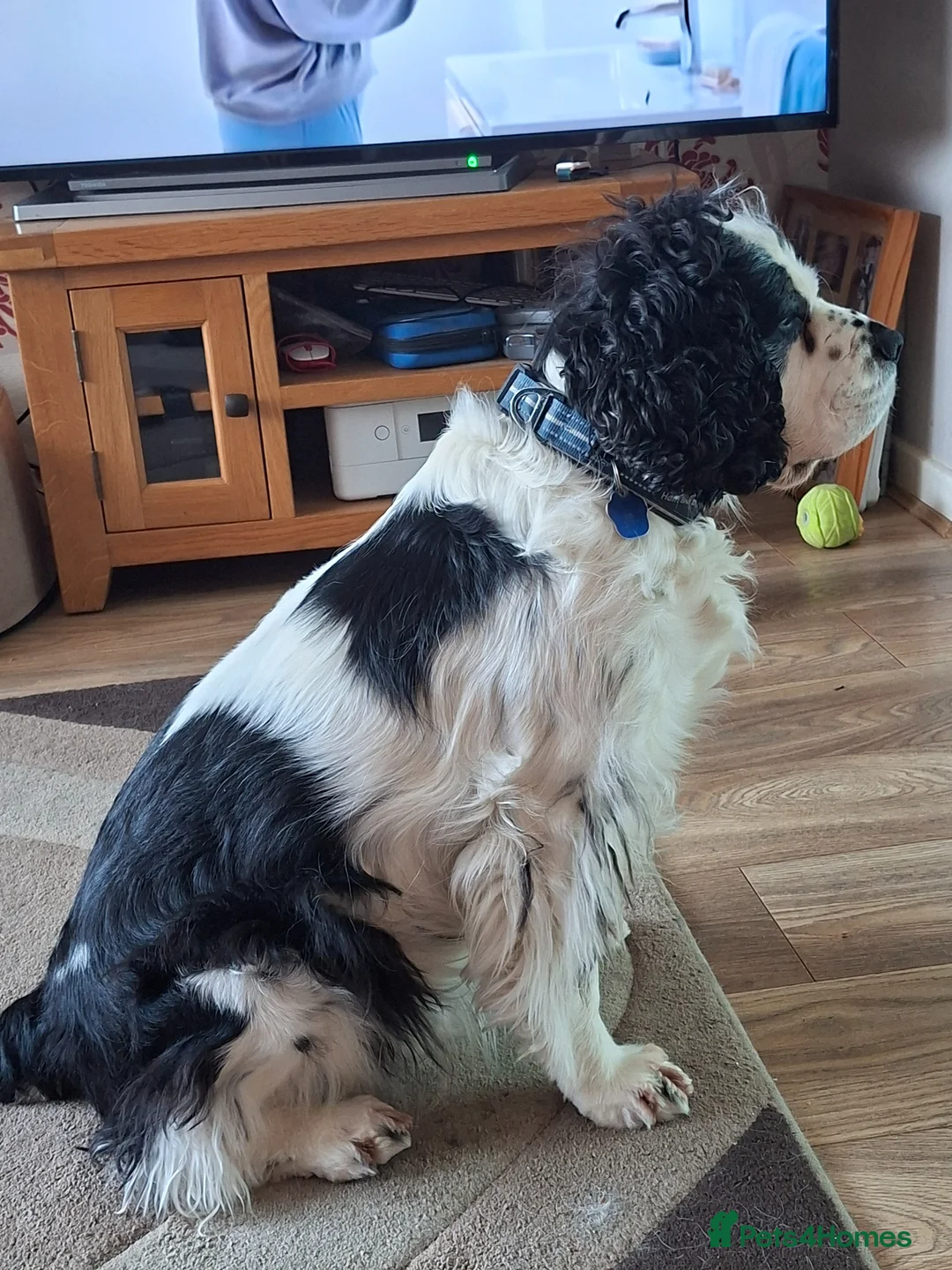 Cavapoo dogs for stud: 6 year old male Cavapoo for stud. (free) in Wirral - Advert 2
