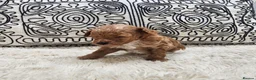 Toy Poodle dogs for sale: KC Toy Poodles  - Advert 5