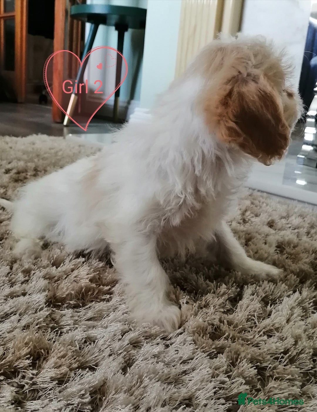 Cavachon dogs for sale: Cavachon Puppies - Image 14