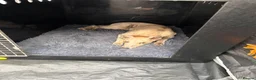 Whippet dogs for stud: KC Registered Blue Brindle for stud - Advert 4