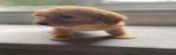 Cockapoo dogs for sale: Cockapoo puppys - Advert 8