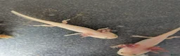 Axolotl reptiles for sale: Baby Axolotl  - Advert 8