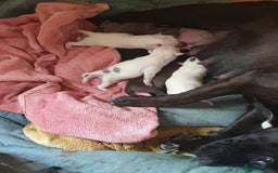 Staffordshire Bull Terrier dogs for sale: Staff puppies  - Image 5