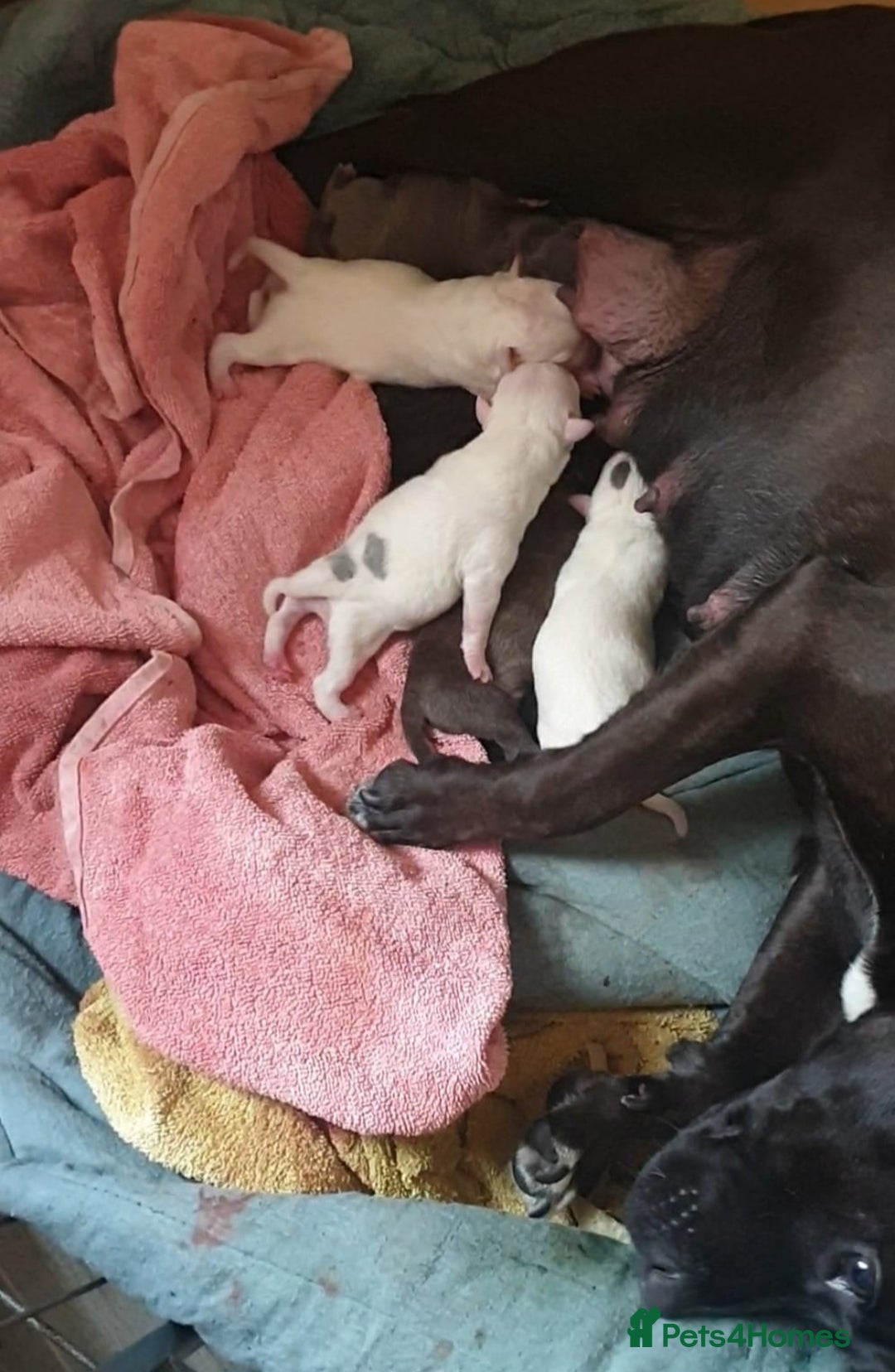 Staffordshire Bull Terrier dogs for sale: Staff puppies  - Image 5