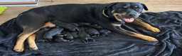 Rottweiler dogs for sale: Pedigree Rottweiler puppies for sale - Advert 5