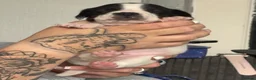 Mixed Breed dogs for sale: 8 beautiful frenchie cross cocker spaniels  in Blackpool - Advert 7