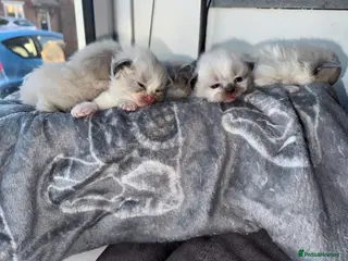 Ragdoll cats Beautiful ragdoll kittens - Advert 2