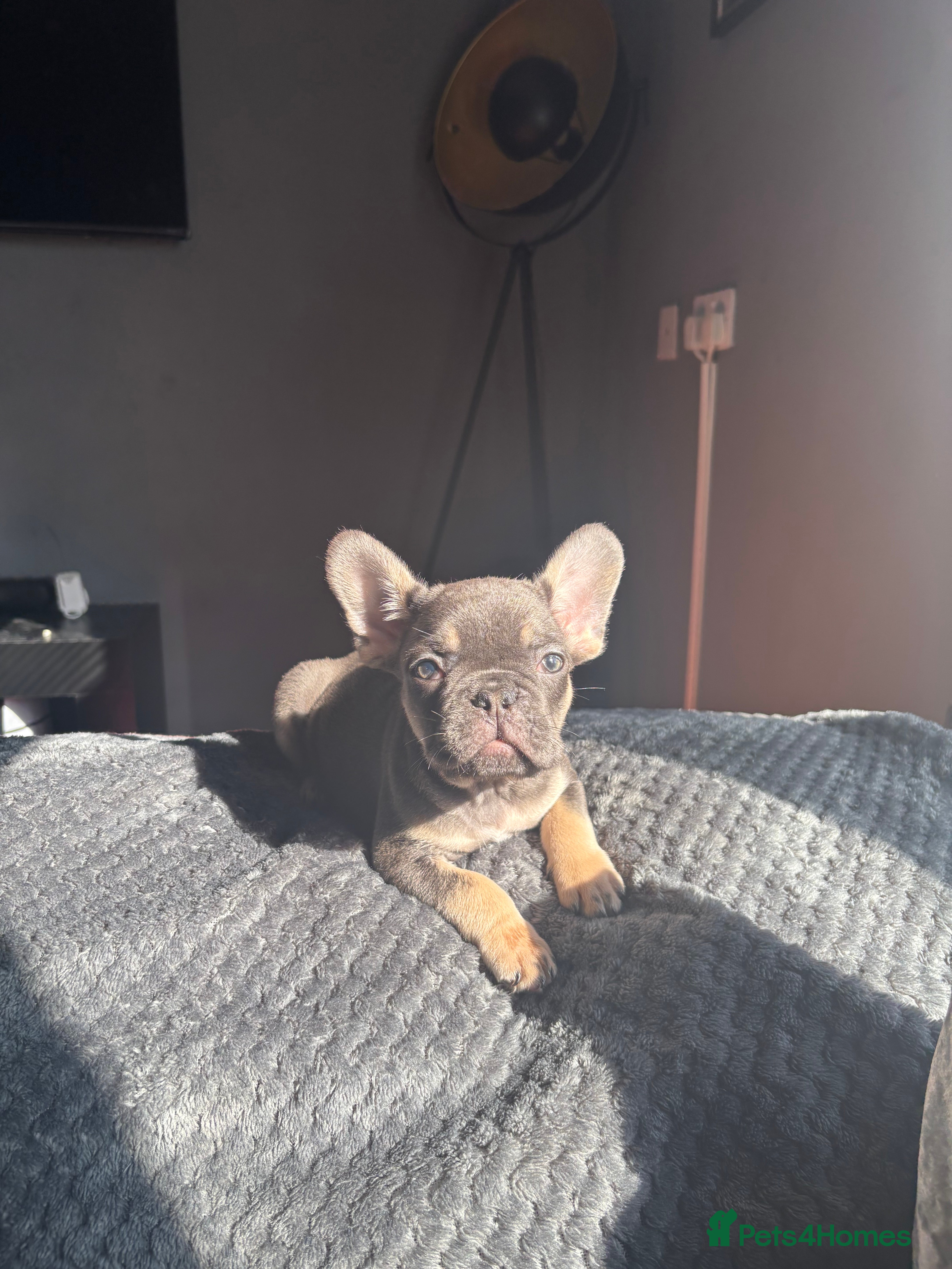 French Bulldog dogs FRENCHBULLDOG-FLUFFY CARRIERS - Advert 1