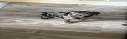 Mixed Breed dogs for sale: Beautiful Frenchie X Dachshund pups *5 left*  - Advert 13