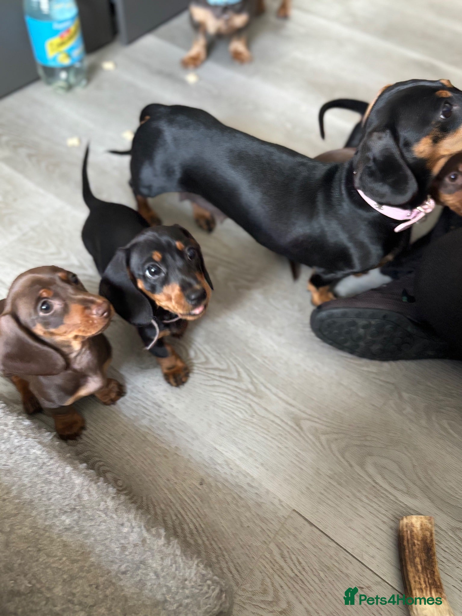 Miniature Dachshund dogs 3 Mini Daxi Puppies ready to leave - Advert 2