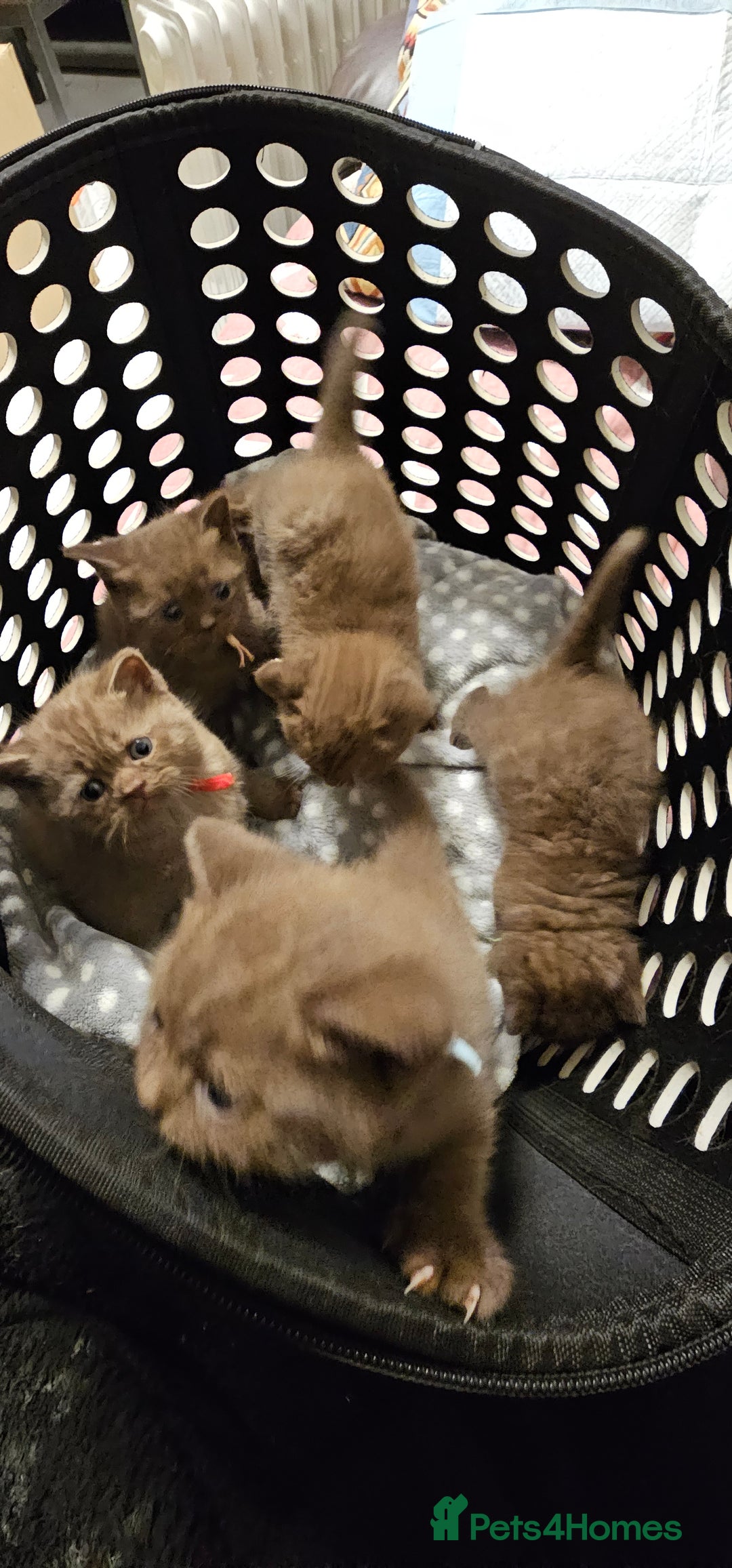 British Shorthair cats for sale: Brown British Shorthair Kittens  - Image 1