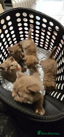 British Shorthair cats - Advert 1