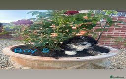 Jackapoo dogs for sale: 5 beautiful Jackapoo boys ready now!  - Image 5