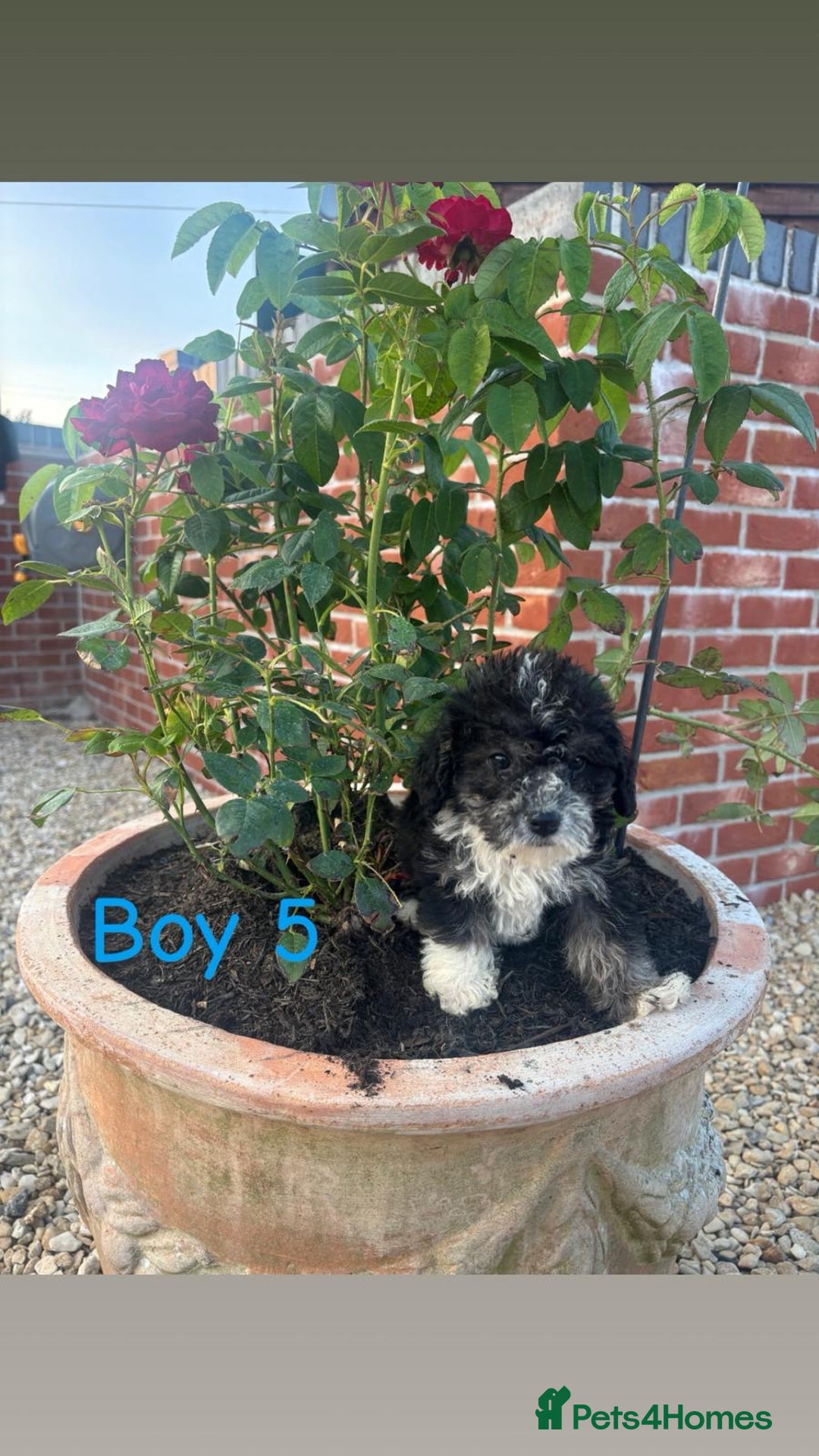Jackapoo dogs for sale: 5 beautiful Jackapoo boys ready now!  - Image 5