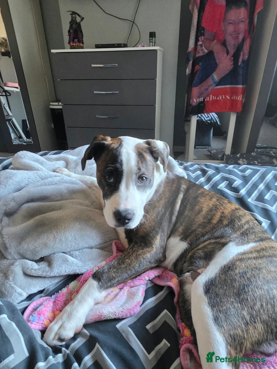 Mixed Breed dogs for sale: Staffy cross male puppy in Bradford - Advert 5