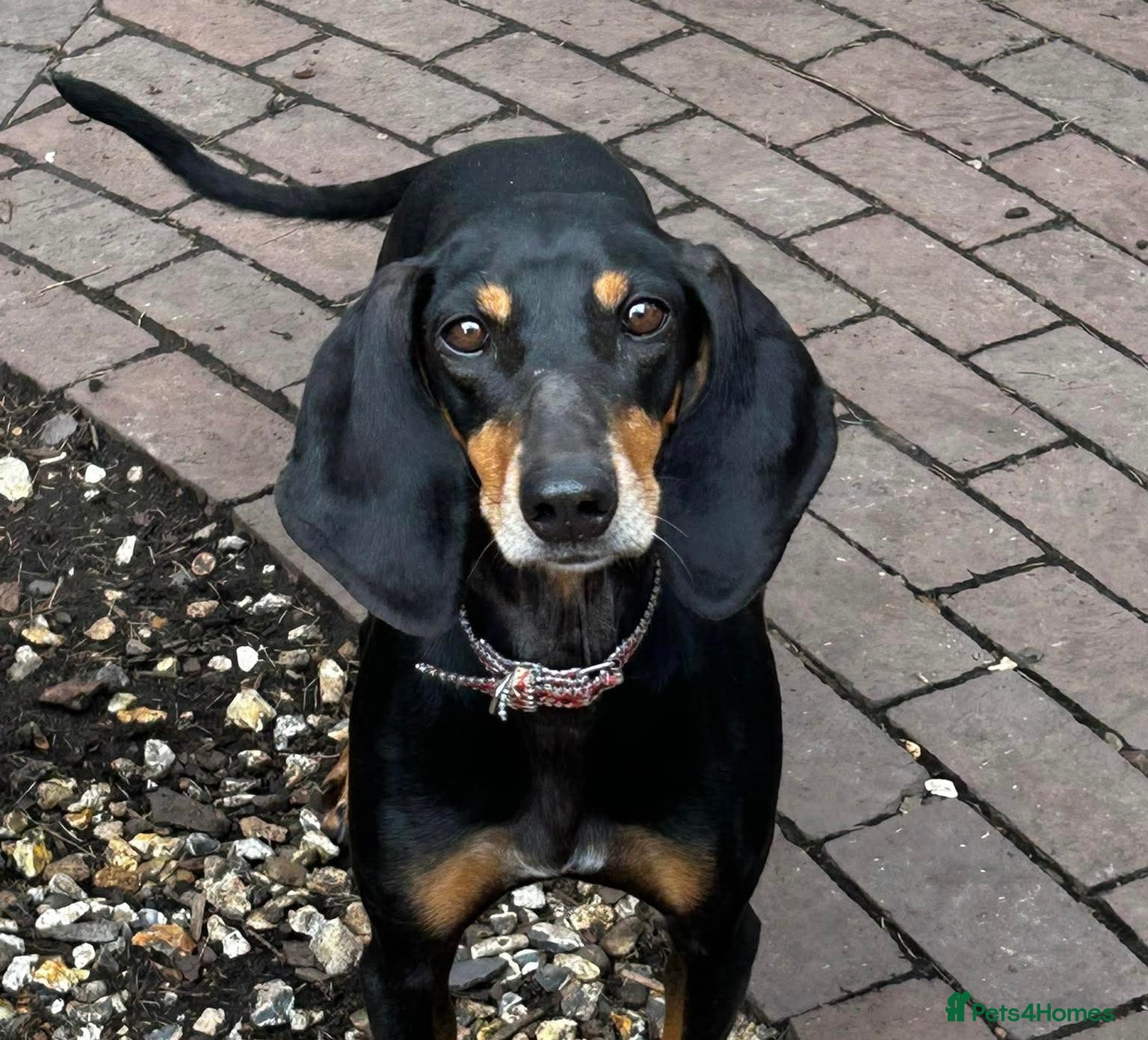 Mixed Breed dogs Stella the sweet hound ready for adoption - Advert 6