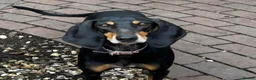 Mixed Breed dogs for adoption: Stella the sweet hound ready for adoption in Welshpool - Advert 1