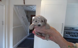 Cavapoo dogs for sale: Quality F1B Cavapoo puppies health tested  - Image 1