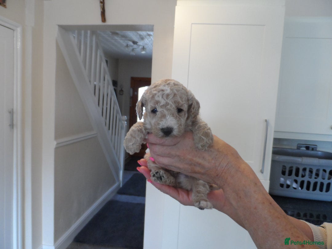Cavapoo dogs for sale: Quality F1B Cavapoo puppies health tested  - Image 1