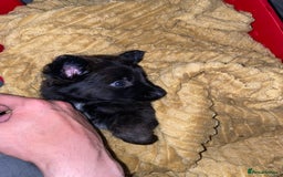 Mixed Breed dogs for sale: German shepherd x Dutch shepherd  - Image 5
