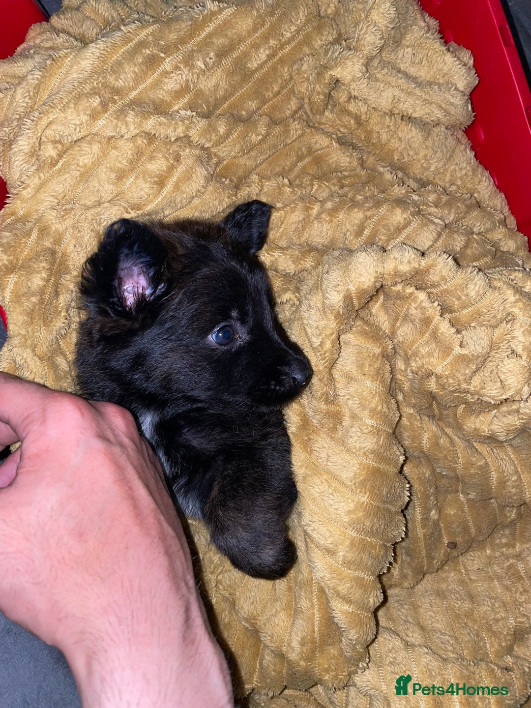 Mixed Breed dogs for sale: German shepherd x Dutch shepherd  - Image 5