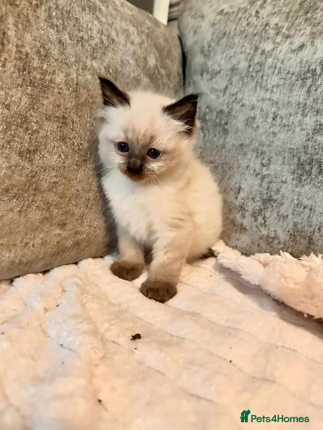 Ragdoll cats for sale: Calico Ragdoll Kittens - Advert 19