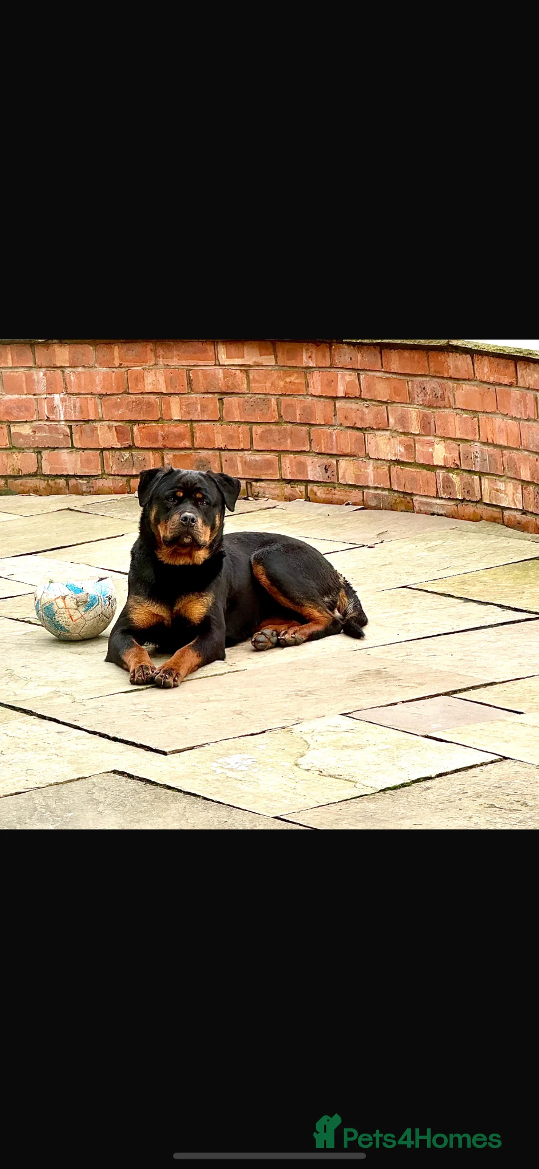 Rottweiler dogs for sale: Rottweiler pups READY TO GO KC Registered/Champion - Advert 9