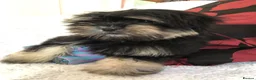 Malshi dogs for sale: shihtzu x maltese puppies for sale  - Advert 7
