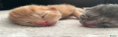 Ginger boy 