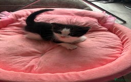 Ragdoll cats for sale: Four ragdoll crosses available - Image 2
