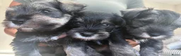 Miniature Schnauzer dogs for sale: Miniature Schnauzer Puppies - Advert 8