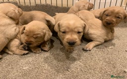 Labrador Retriever dogs for sale: Beautiful Labrador puppies for forever homes  - Image 8