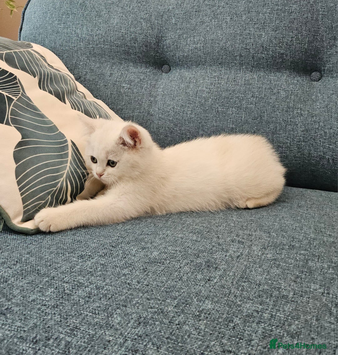 Scottish Fold cats for sale: Excellent Scottish straight kittens  - Image 5