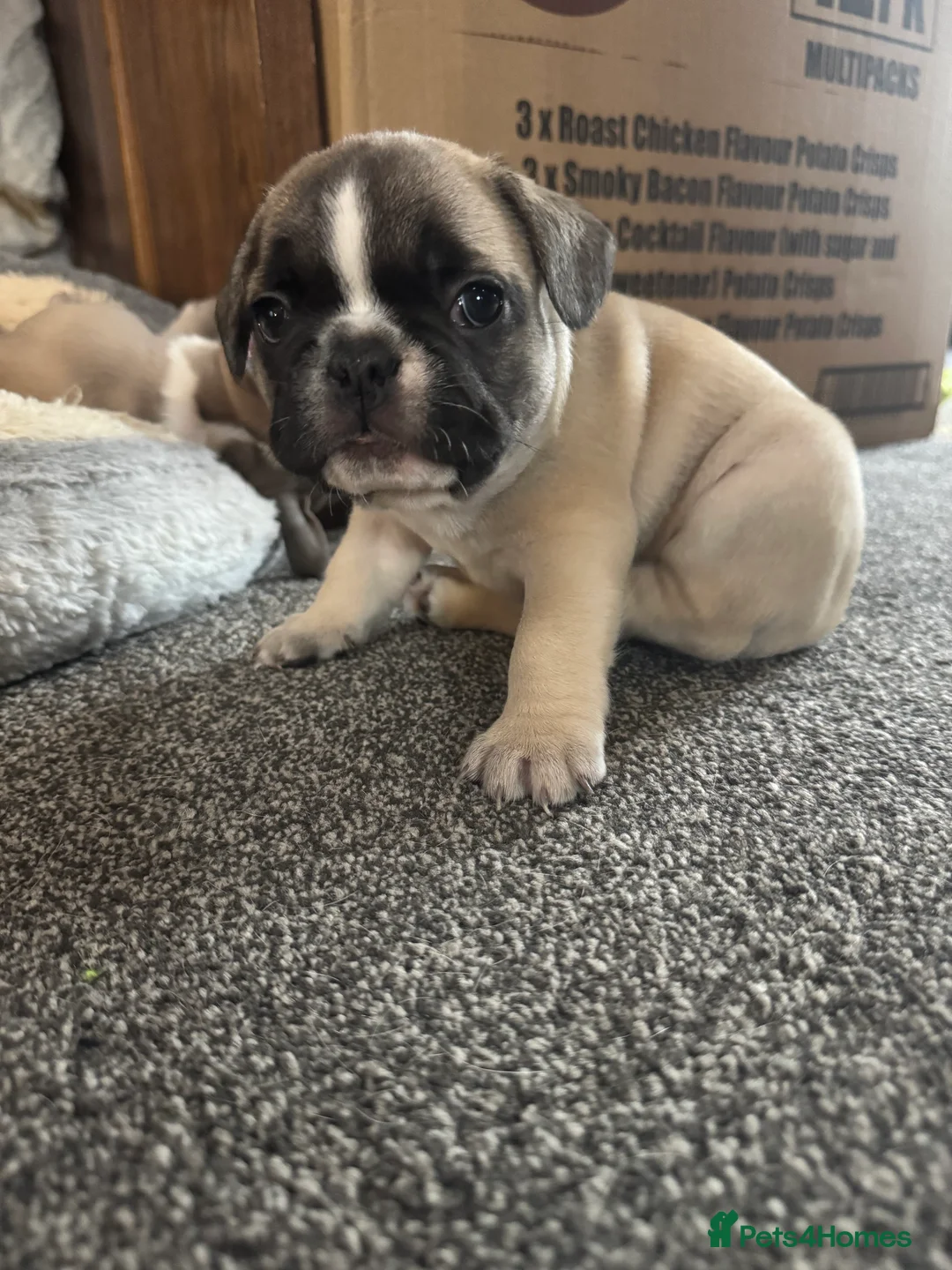 French Bulldog dogs for sale: DWKC Registered Puppies – Health Tested  - Advert 15