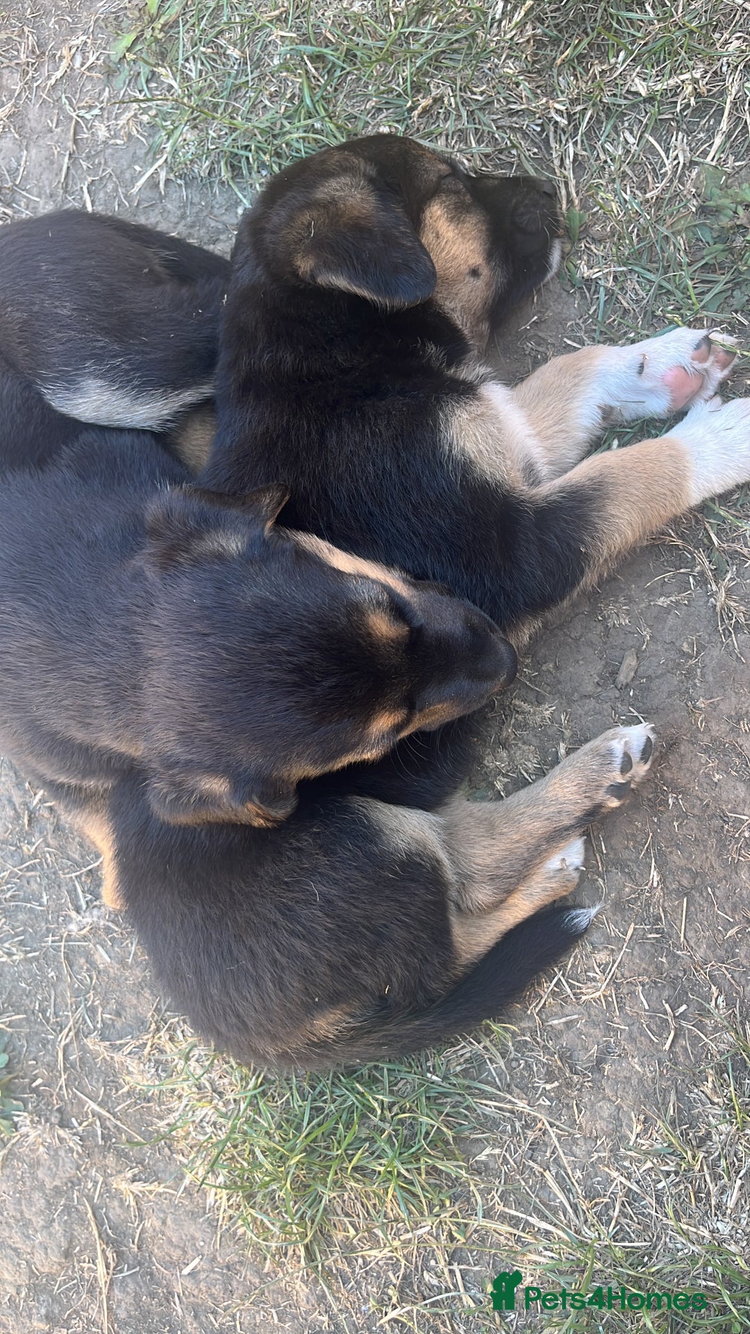 Mixed Breed dogs for sale: Belgian malinois x Anatolian shepherd mix pups 🐶  - Image 17