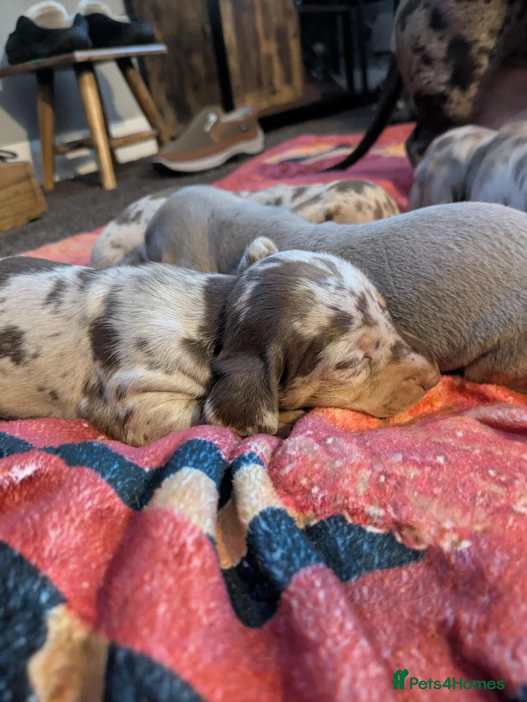 Miniature Dachshund dogs for sale: Miniature Dachshund Puppies For Sale  - Advert 2