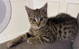 Bengal cats for sale: Gorgeous bengal male kitten - Image 2