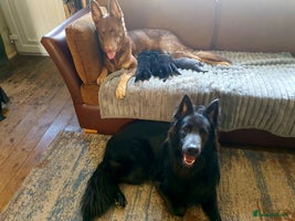 German Shepherd dogs - Advert 2