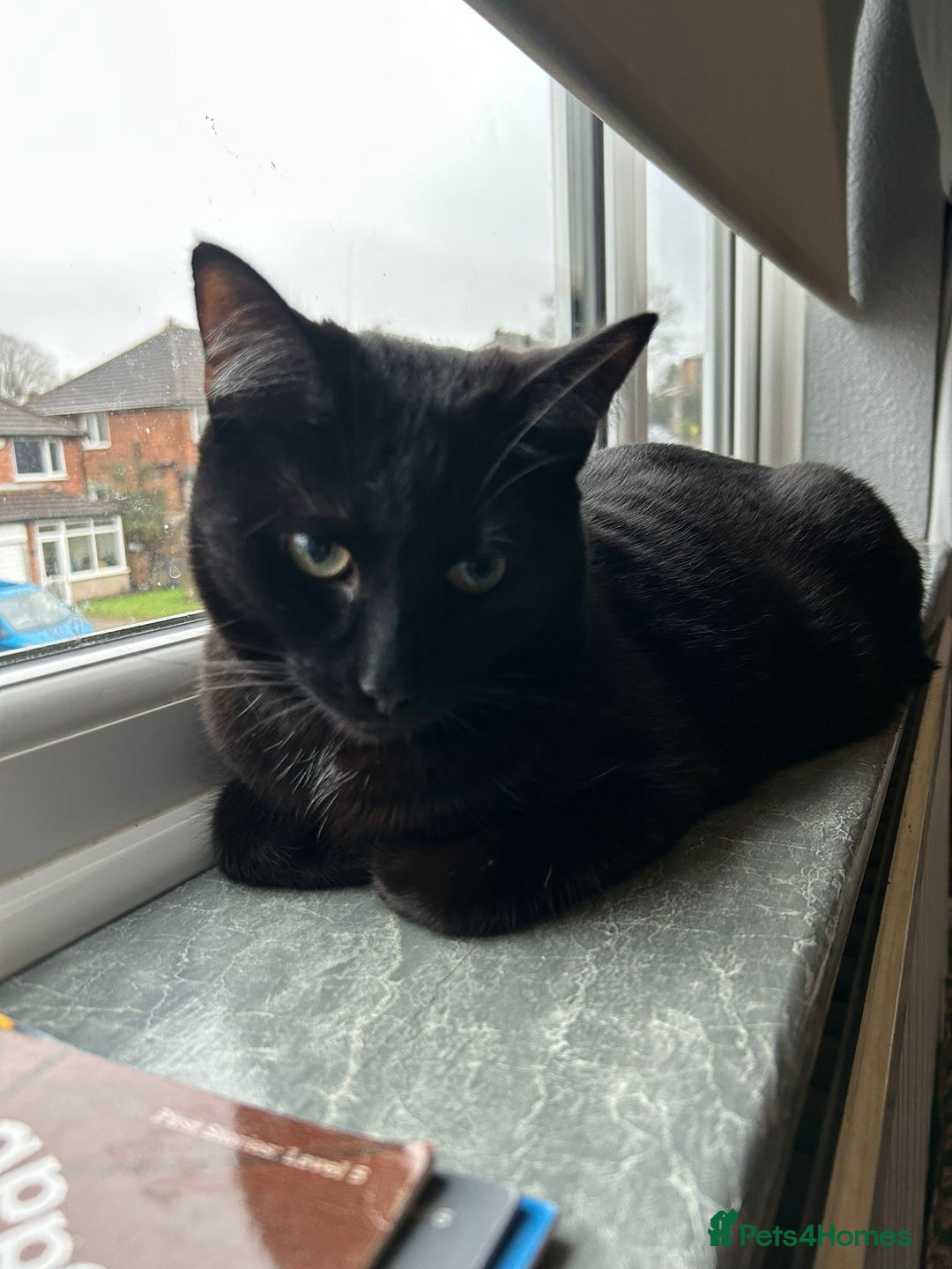 British Shorthair cats for sale: Loki and Hazel selling as a pair - Advert 11