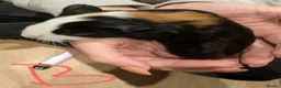 Guinea Pig rodents for sale: Male guinea pigs  - Advert 2