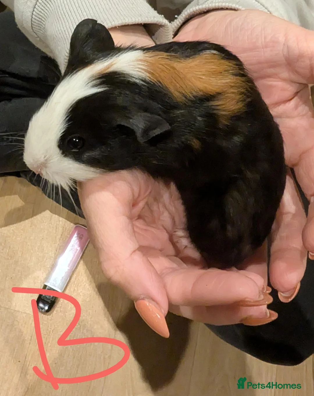 Guinea Pig rodents for sale: Male guinea pigs  - Advert 2